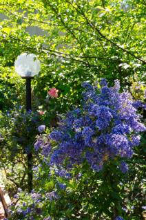 Il Giardino di Matilde - Perugia - 3