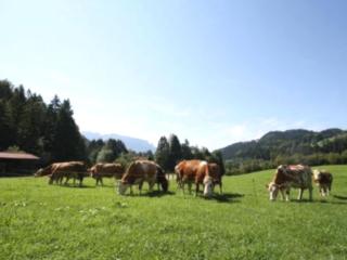 Bauernhof Ertlhof - 3