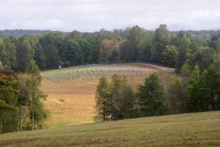 Dahlonega Resort and Vineyard - Dahlonega - 9