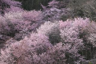 NY Building 4th Floor, Guest House Ichibangai, Roo / Vacation STAY 55912 - Kitami - 5