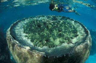 Sal Salis Ningaloo Reef - 1