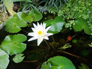 A Lanna Boutique House - Chiang Mai - 4