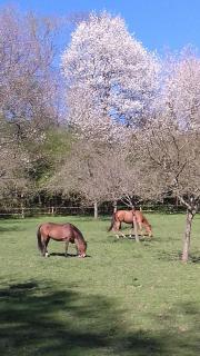 Haras de la Valterie - Saint-Hymer - 6