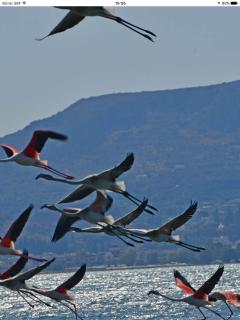 House with sea breeze-Anemelia - Nafplio - 6