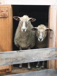 Fat Sheep Farm & Cabins - Windsor - 6