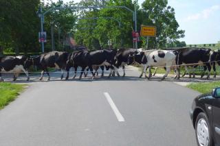 Ferienhof van Vlyten_ 45006 - Jemgum - 4