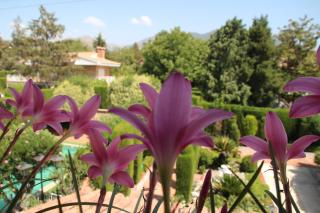 El jardín de la abuela - Granada - 2