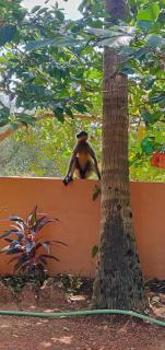 Anjuna Hideout - Anjuna - 6