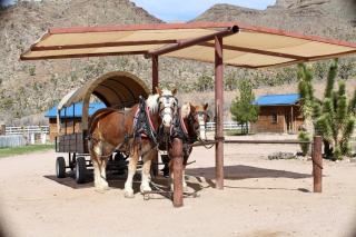 Grand Canyon Western Ranch - Meadview - 9