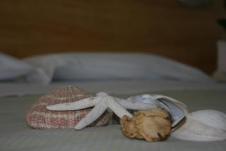 B&B Ortensia - 7