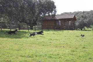 Complejo Rural Los Jarales - Navamorcuende - 5