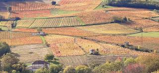 La Ferme Berger - Les Ardillats - 9