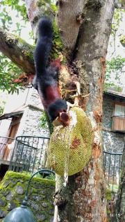 Wildernest - Thekkady - 2