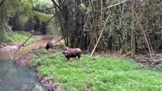 Wildernest - Thekkady - 3