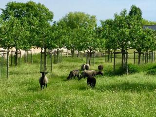 Apartments "Am Nationalpark" - Schwedt-sur-Oder - 8