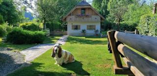 Vila Jana - Radovljica - 0