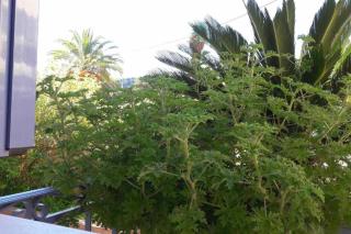 Villa Chrisevgeni with elevator - Argostoli - 4