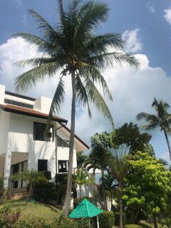 Wild Palms - Ban Tai - 8