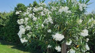 La Casa delle Rondini - 2