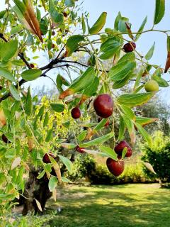 Alexandros Stone House - Nydri - 2