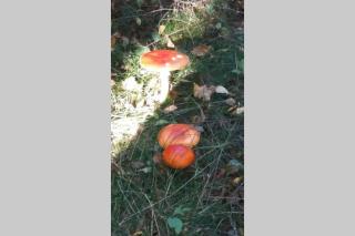 Gite du hérisson - 1