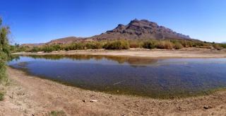 Le Chant Des Palmiers - 1