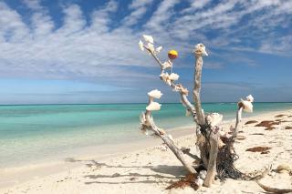 Four Flowers Guesthouse - Key West - 8