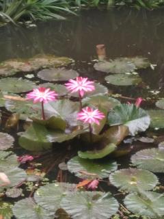 ต้งโฮมหละปูน ณ ตูบคำ - 2