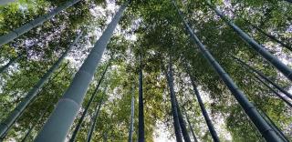 Moganshan Bamboo View Guesthouse - Deqing - 3