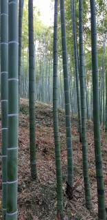 Moganshan Bamboo View Guesthouse - Deqing - 4