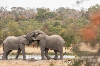 Thornybush Simbambili Lodge - Sabi Sand Game Reserve - 7
