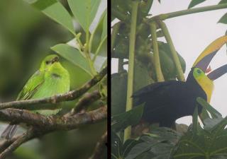 Golfito Maison D'hôtes - 4