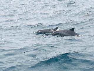 Maafushi View - 5