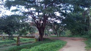 Family villa is a hut style accommodation - 0