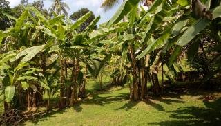 Chirping Birds - Hikkaduwa - 5