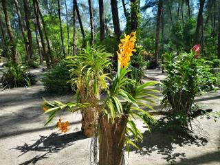 Hapla beach cottage - Ko Kho Khao - 2