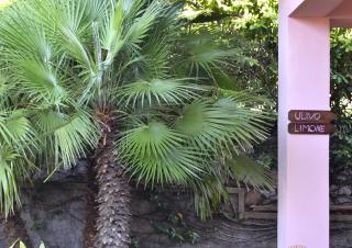 Villa Fiore Apartments - Portoferraio - 7