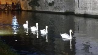 Malibu Beach - Koksijde - 6