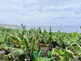 Banana Paradise - La Orotava - 6