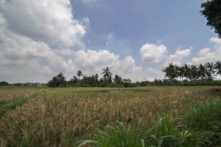 MariJo Villa - Ubud - 3