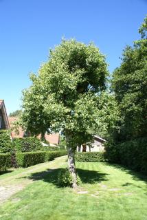 Eureka Vakantiehuisjes - Schoorl - 2