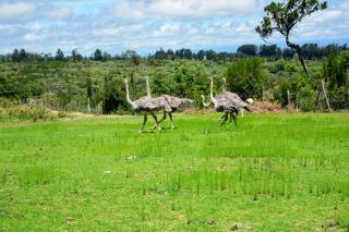 Misty Mountain Lodge - Naro Moru - 2