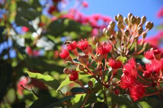 Bushy Lake Chalets - 3