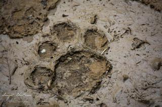 Bardia Wildlife Resort - 1