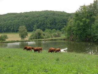 Maison à la ferme avec Pêche - Roumégoux - 5