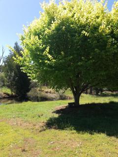 Woodlands of Balingup Bush Cottages - Balingup - 1