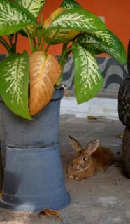 Pousada Chácara Porto do Sol - 5