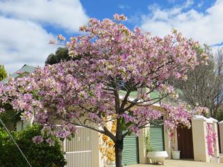 Bougain Villa Guesthouse - 6