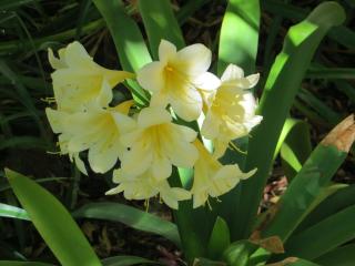 Bougain Villa Guesthouse - 7