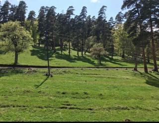 Park Residence Forest View - 1